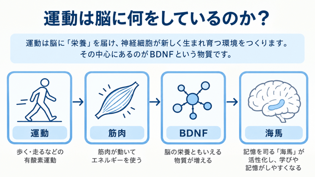 運動は脳に何をしているのか？