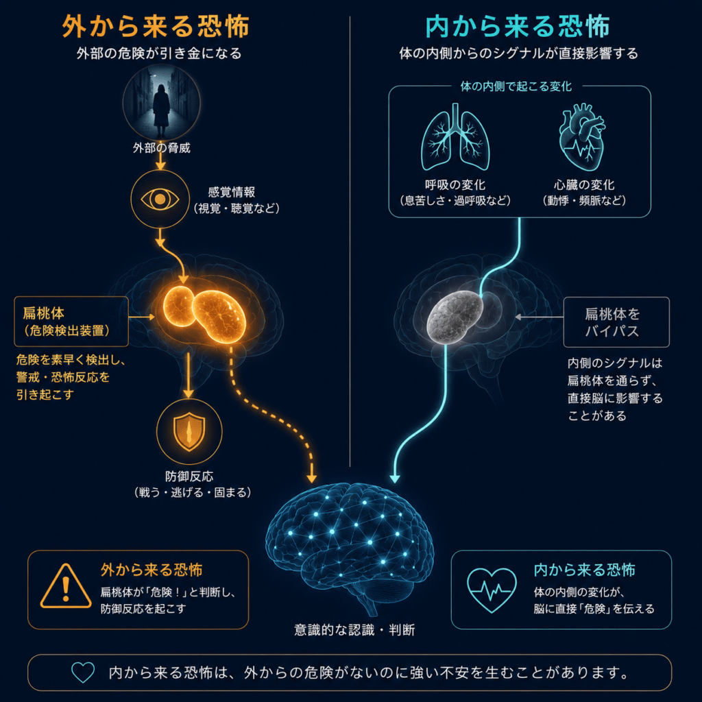 A minimalist scientific diagram on a deep navy background, split into two pathways: the left path shows an external threat icon travelling through a glowing amber amygdala to a brain, the right path shows internal body signals from lungs and heart bypassing the greyed-out amygdala and reaching the brain directly via a cyan line, clean flat vector style, limited navy cyan amber palette, elegant thin lines, no text, 1:1