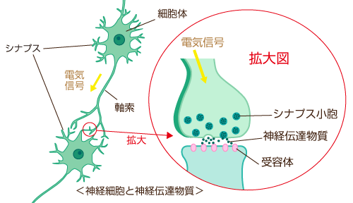 神経細胞と神経伝達物質