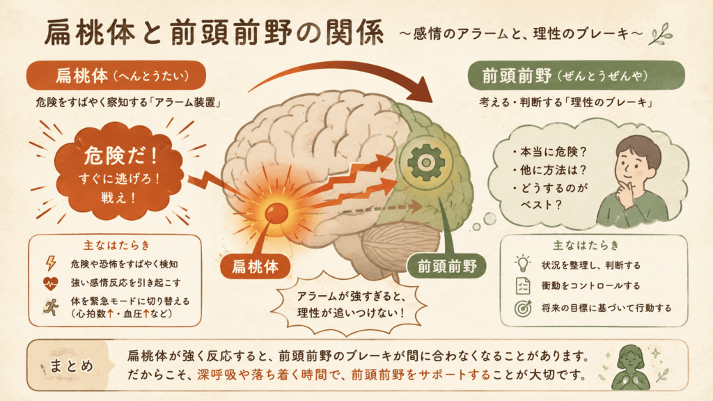 A clean, friendly infographic of a human brain split into two highlighted regions: the amygdala (labeled, glowing warm terracotta, emitting an 'alarm' burst) and the prefrontal cortex (labeled, calm sage green, shown as a thoughtful gear). Simple arrows show the amygdala overwhelming the prefrontal cortex. Natural warm palette, soft rounded shapes, Japanese labels, textured paper background.