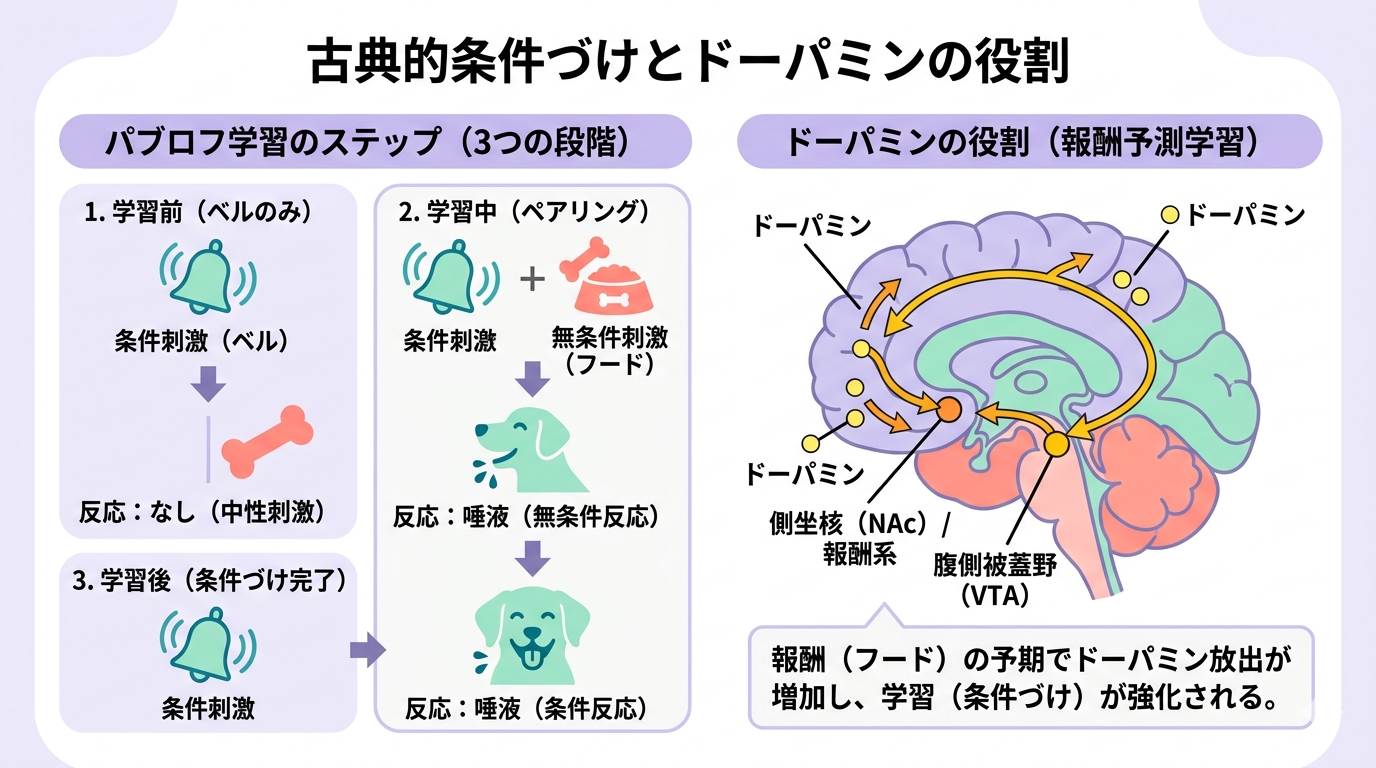 A colorful, pop-style flat infographic explaining Pavlovian conditioning. Left section shows three steps: 1) a bell icon, 2) a bell + food icon with an arrow, 3) a bell icon with a happy dog silhouette. Right section shows a simplified brain with dopamine pathway highlighted. Pastel color palette: lavender, mint green, coral pink, lemon yellow. White background, rounded shapes, icon-based, no realistic photos. Clean, modern, and approachable educational design. Text labels in simple English: "Signal," "Reward," "Learning," "Dopamine."