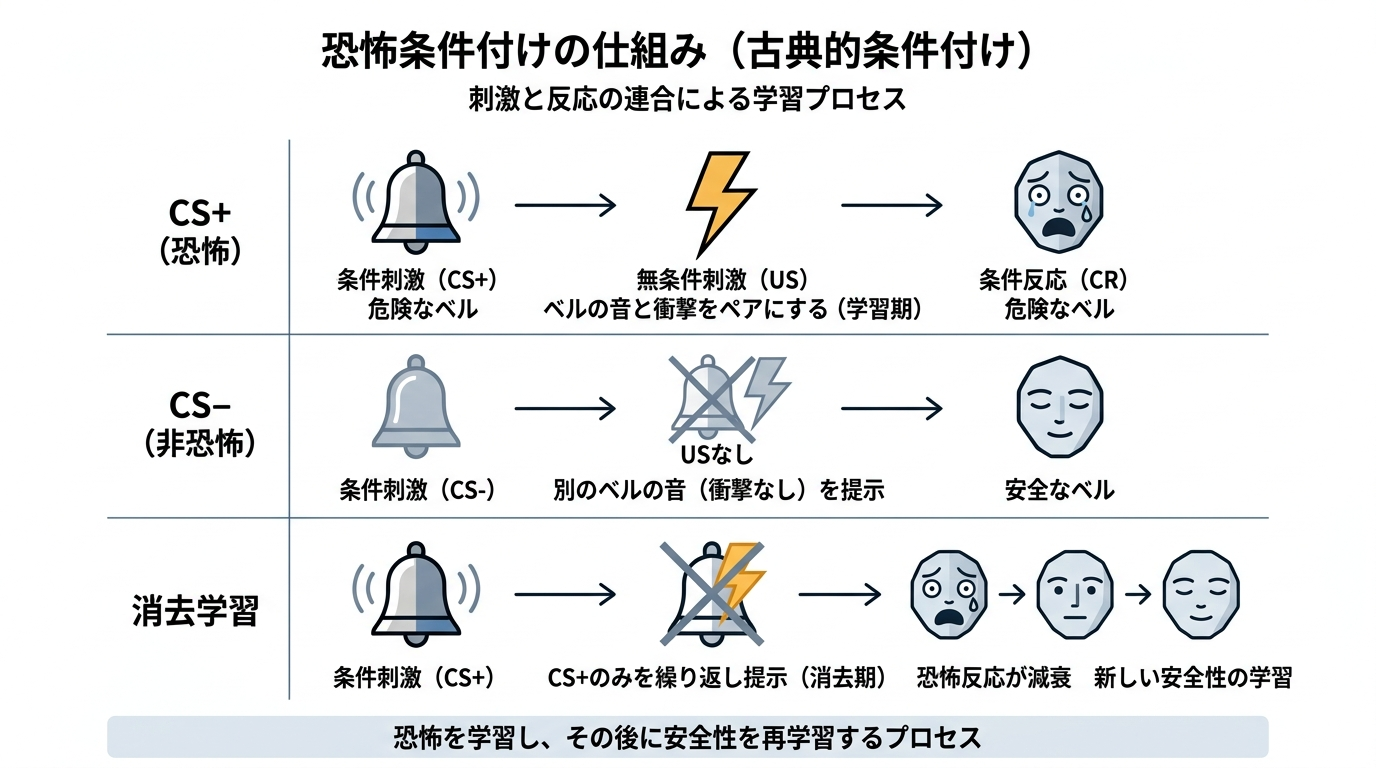 A clean, minimalist infographic on white background explaining fear conditioning. Three horizontal lanes: Top lane labeled "CS+" shows a simple icon of a bell followed by a lightning bolt icon, with an arrow pointing to a fear emoji face. Middle lane labeled "CS-" shows a different bell icon with NO lightning bolt, arrow pointing to a calm face icon. Bottom lane labeled "Extinction" shows the CS+ bell with a crossed-out lightning bolt, arrow to a gradually calming face. Monochrome palette with soft blue accents, simple geometric icons, modern editorial style, no photorealism.