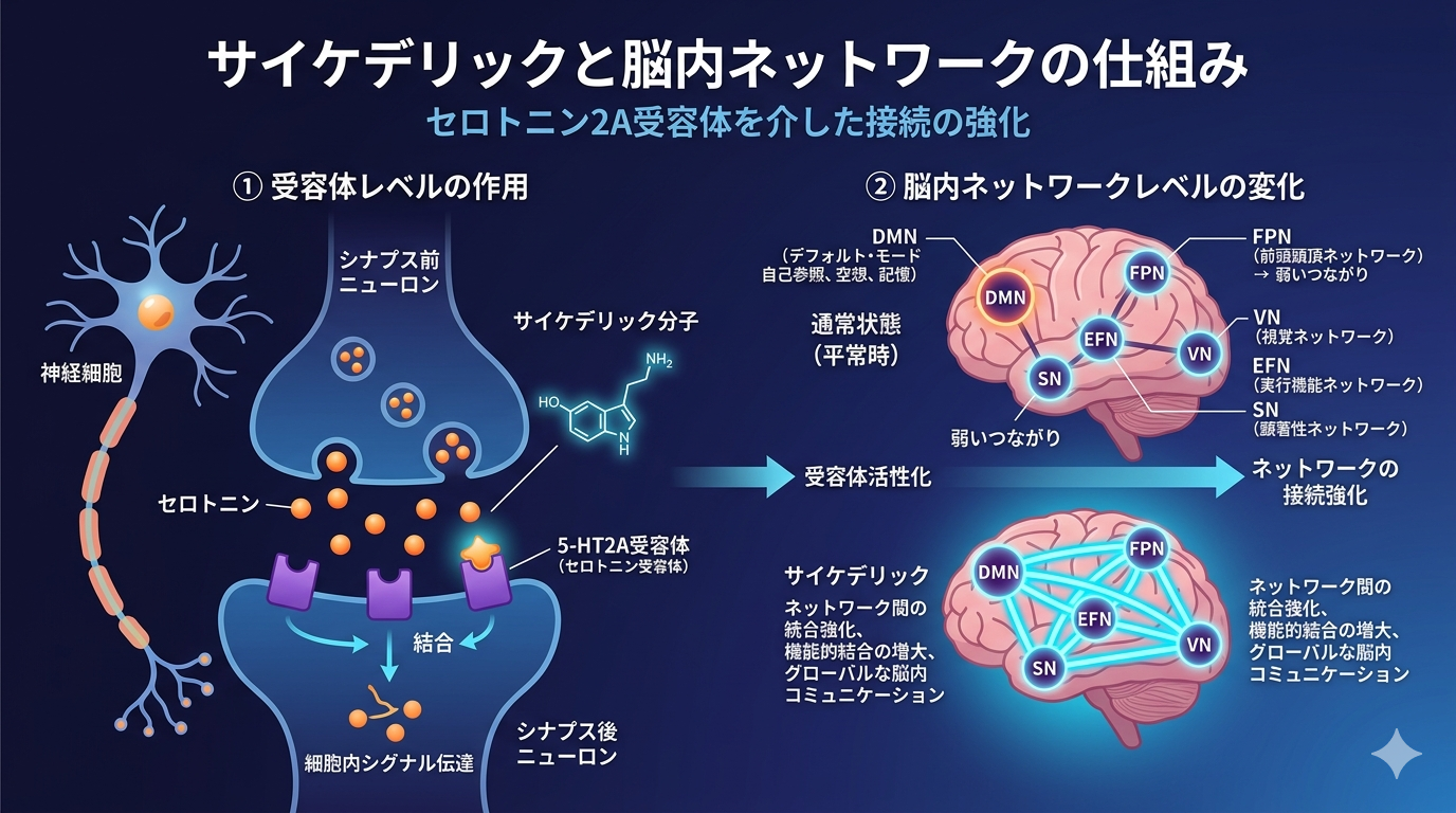 cientific infographic: neuron diagram with serotonin 2A receptors in purple. Network nodes labeled DMN, Frontoparietal Network, Visual Network with electric blue connections. Dark navy background, blue-violet gradient, clean modern flat design with subtle glow. Professional science-tech aesthetic.