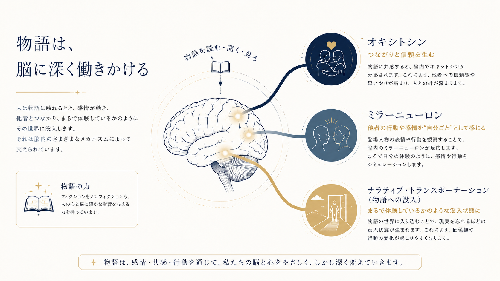 Minimalist editorial infographic showing a human brain illustration with three labeled pathways flowing outward: 'Oxytocin', 'Mirror Neurons', 'Narrative Transportation'. Clean professional design, navy and ivory palette with soft gold highlights, thin elegant typography, generous whitespace, Japanese editorial science magazine aesthetic, vector illustration style.