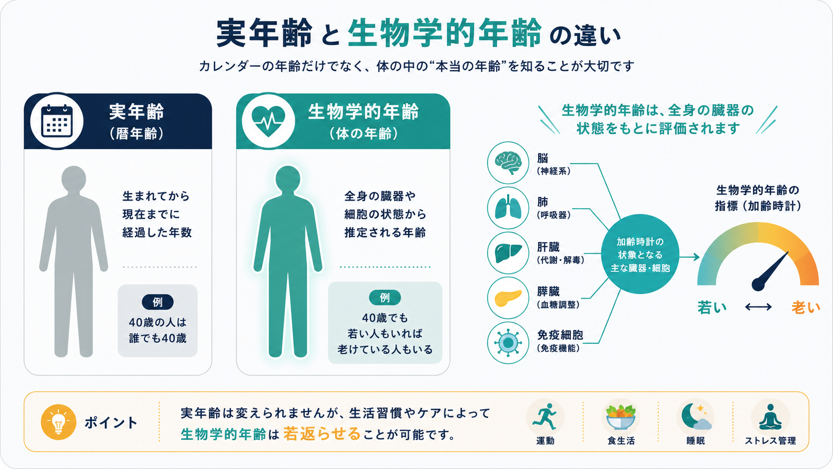 An infographic comparing two human silhouettes side by side: one tagged with a
calendar icon labelled 'chronological age', the other tagged with a heartbeat/organ
icon labelled 'biological age'. Around the second figure, small clean icons of brain,
lung, liver, pancreas and immune cell connect by thin lines to a simple gauge that
reads 'younger <-> older'. Clean modern flat-vector illustration, minimalist, generous white space, simple geometric shapes, soft rounded corners. Color palette: deep navy (#1B2A4A), calm teal (#3DA5A0), warm amber accent (#E8A33D), off-white background (#F4F6F8), light grey (#D9DEE3). Sans-serif typography, no clutter, friendly health and wellness aesthetic.
