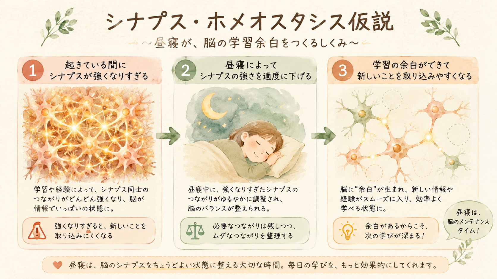A warm, natural infographic illustration in soft watercolor style showing three stages of neural synapses: stage 1 labeled with thick tangled glowing connections (overloaded brain), stage 2 showing a gentle nap icon with a small crescent moon, stage 3 showing cleaner organized synapses with space for new connections, hand-drawn arrows between stages, color palette of warm beige, sage green, soft terracotta, and cream, textured paper background, friendly handwritten labels in Japanese-style typography, minimalist and approachable, editorial magazine quality, no specific text content