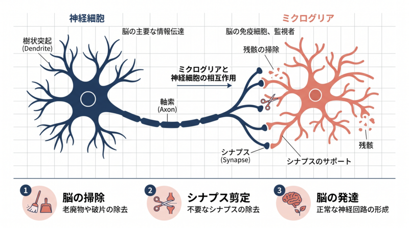 A clean, minimal infographic showing the relationship between neurons and microglia in the brain. Left side: simplified neuron with synapses in deep navy blue (#1e3a5f). Right side: branched microglia cell in coral accent (#e08877) cleaning up debris and supporting the synapse. White background with thin gray gridlines. Three small labeled circles below showing 'Cleanup,' 'Synapse pruning,' and 'Brain development.' Editorial, minimal, professional medical illustration style. No heavy decoration.