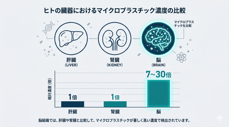 Clean scientific infographic comparing microplastic concentration in human organs. Three stylized organ icons in a row from left to right: liver, kidney, brain. The brain icon glows brighter and is filled with many small particles, the others have very few. Bar chart below showing 1x, 1x, 7-30x. Color palette: navy #0B3D5C, teal #0E8388, light gray background #F5F7FA. Minimalist line-art style with flat color fills. Numbers and short Japanese labels (translatable), modern editorial science magazine aesthetic. 16:9 aspect ratio.