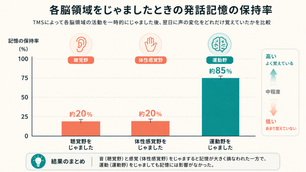 A simple, clean comparison bar chart titled in English 'Speech memory retention after disrupting each brain area'. Three bars: Auditory cortex (low, coral), Somatosensory cortex (low, coral), Motor cortex (high, teal). Clear labels in English, minimal flat style, warm cream background, no Japanese text.