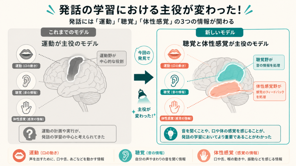 Clean infographic comparing two models of speech learning. Left panel labeled with a brain emphasizing a motor area (old model, greyed). Right panel shows a brain emphasizing auditory and somatosensory areas glowing in teal and coral (new model). Simple icons: mouth (movement), ear (sound), hand/touch (sensation). Minimal flat style, warm cream background, teal and soft coral accents, no Japanese text.