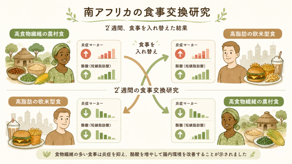 A simple, friendly comparison data visualization of a two-week diet swap study: two arrows swapping diets between a high-fiber rural diet and a high-fat western diet, with up/down indicators for inflammation and butyrate. Natural earthy palette of greens and warm browns, clean hand-drawn infographic style, minimal layout, no readable text.