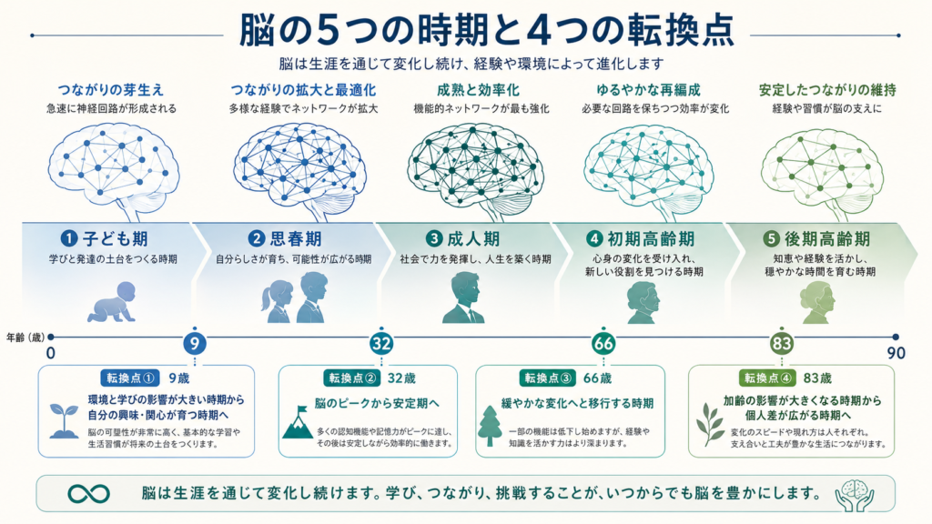 A clean horizontal timeline infographic of the human lifespan from age 0 to 90, divided into five labeled epochs (Childhood, Adolescent, Adult, Early ageing, Late ageing) with four turning points marked at ages 9, 32, 66, 83. Small stylized brain icons above each phase showing increasing then settling network complexity. Flat minimal design, soft blue and teal palette (#2E5C8A, #1F6F5C), cream background, clear typography, professional medical-editorial style.