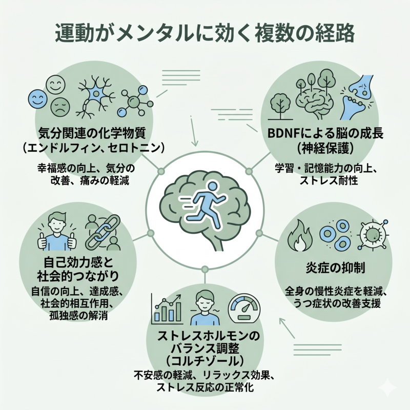 A clean infographic with a central icon of a brain and a running figure, surrounded by 5 labeled nodes: endorphins/mood chemicals, BDNF brain growth, reduced inflammation, balanced stress hormones, self-efficacy and social connection. Soft sage-green and sky-blue palette, simple line icons, minimal flat illustration style, English labels, calm and professional.