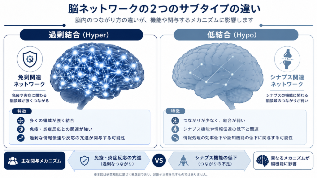 Clean infographic comparing two brain network types side by side. Left: 'Hyper'
brain with many bright dense connecting lines labeled immune-related. Right: 'Hypo'
brain with few faint lines labeled synapse-related. Professional minimal medical
style, deep navy and soft blue-gray (#1F3A5F, #5B7C99), white background, simple icons.