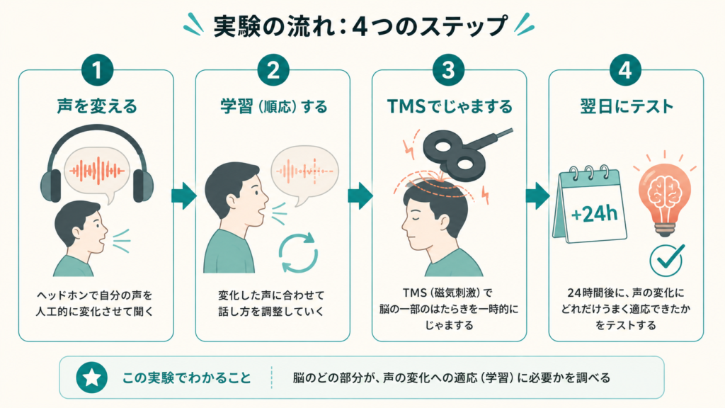 A clean horizontal 4-step process diagram with rounded cards connected by arrows. Step icons: headphones with altered sound wave, a person speaking and adapting, a TMS coil over a head, a calendar showing +24h with a memory/lightbulb icon. Flat minimal style, warm cream background, teal and soft coral accents, numbered 1 to 4, no Japanese text.