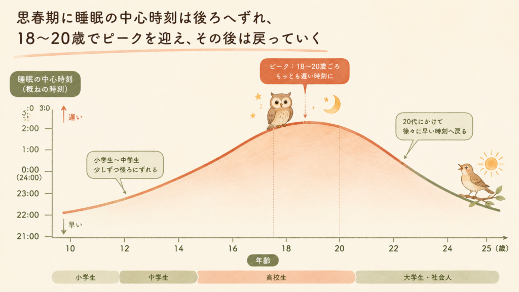 A gentle line-chart style illustration showing how sleep timing shifts later through adolescence, peaking

around age 18-20 then returning earlier, x-axis age 10 to 25, a smooth curve with a small owl icon at the

late-night peak and a lark icon at the morning end. Warm natural palette (terracotta, sage, cream),

soft hand-drawn editorial style, minimal English labels. 16:9.