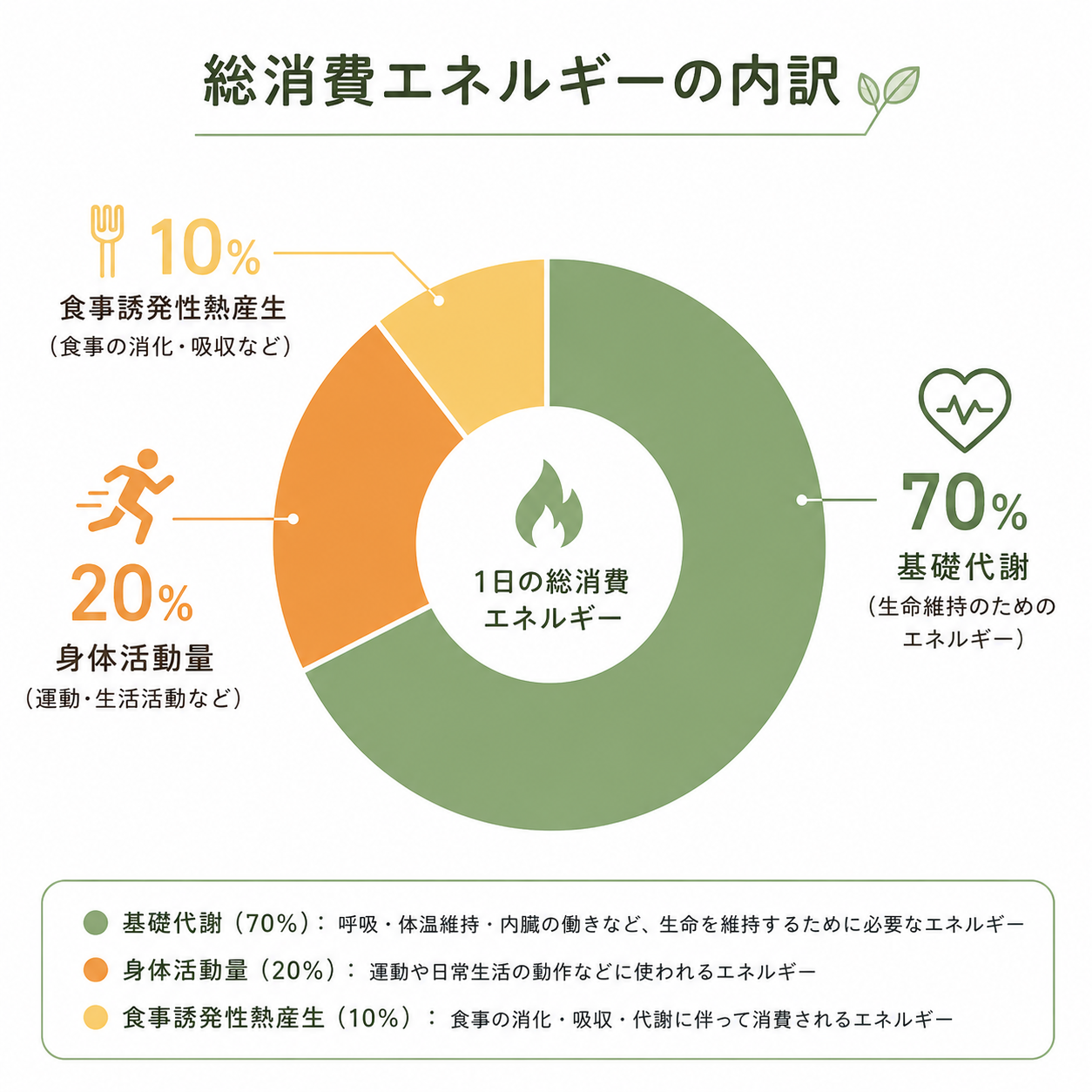 Clean minimal donut chart showing energy expenditure: 70% Basal Metabolism (green), 20% Physical
Activity (warm orange), 10% Digestion (light yellow). Simple icons next to each slice (heart, running
figure, fork). Natural health-blog palette, white background, thin labels, professional flat style.