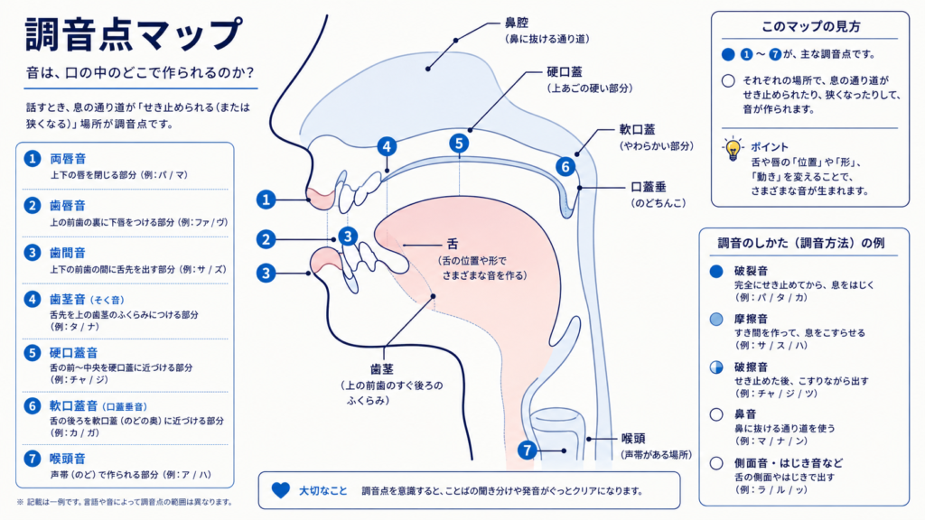 Educational side-cross-section diagram of the human oral cavity (lips, teeth, alveolar ridge, hard palate, soft palate, tongue), numbered labels marking articulation points, clean medical- illustration style, navy line work with blue highlight callouts, off-white background, minimal and precise, space for labels, 16:9.