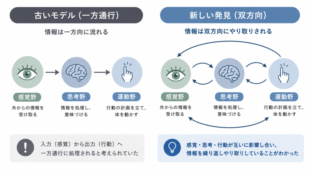 A simple side-by-side infographic. LEFT panel labeled 'old model': a straight one-way arrow flowing sense to think to act. RIGHT panel labeled 'new finding': the same regions but with curved arrows looping in both directions between them. Flat minimalist vector, slate-blue and soft blue palette, generous white space, clear iconography, minimal English labels.