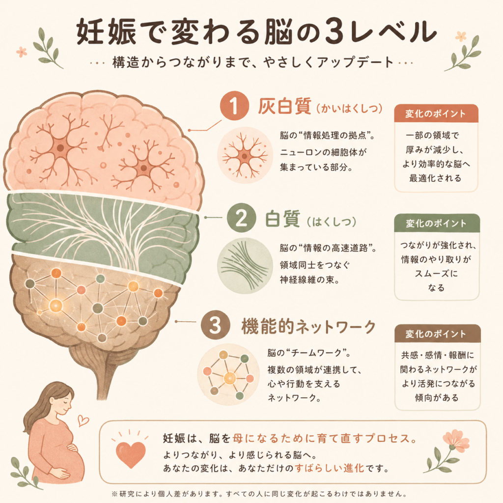 Clean minimal infographic of a stylized brain in three labeled layers: grey matter (neuron clusters), white matter (connecting wiring), functional networks (regions lighting up together). Terracotta, sage, cream, soft brown palette. Flat icons, gentle hand-drawn feel, generous spacing, mobile-friendly vertical layout, clean sans-serif labels.