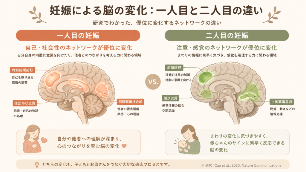 Side-by-side comparison of two stylized brains. Left 'First pregnancy' with default mode network (self-reflection, social) softly highlighted. Right 'Second pregnancy' with attention and sensory networks highlighted. Warm earthy palette, soft glowing highlights, flat minimal style, clear simple labels, calm tone, mobile-friendly.