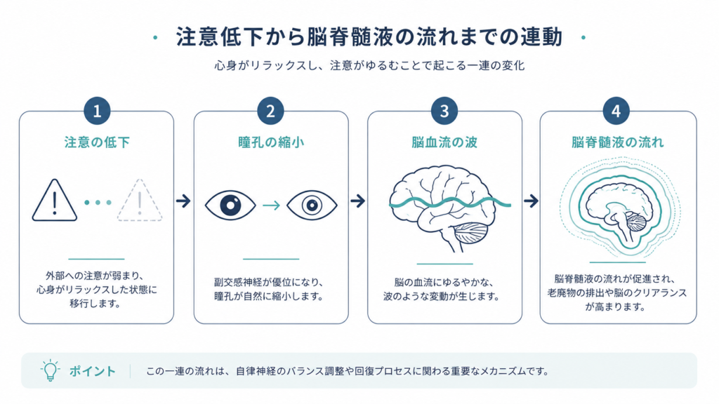 Minimal step-by-step diagram, four connected rounded panels left to right with thin arrows: (1) small alert-icon fading, (2) an eye with a contracting pupil, (3) a brain with a gentle blood-flow wave, (4) fluid ripple lines around a brain outline, muted navy slate-blue palette with single teal accent, flat vector line icons, lots of white space, clean professional medical infographic style, minimal sans-serif labels.