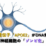 A single stylized neuron rendered in clean flat vector lines, its nucleus glowing softly and protected by a translucent geometric shield; a delicate DNA double helix visible inside the nucleus, intact and unbroken. minimal editorial illustration, professional and clean, flat vector style, white background, deep navy (#1A3A5C) and steel blue (#2E6C9E) primary palette with a single warm amber (#E8A33D) accent, generous white space, thin precise lines, no text labels, no photorealism, medical-science publication aesthetic