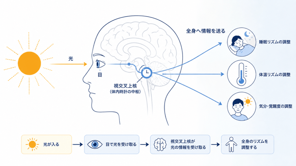 Minimal infographic diagram showing how light sets the body clock. Left: a simple sun icon emitting thin rays. Center: a clean line-art side profile of a human head with a small highlighted node deep in the brain labeled with a clock glyph. Right: three small icons (sleep, body temperature, mood) connected by thin arrows radiating outward. Flat vector, thin 2px strokes, lots of white space, palette navy #1F3864, blue #4472C4, light grey #E8ECF3, one warm amber accent #E8A33D for the sun. Professional medical-editorial style. No text labels.