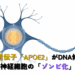 A single stylized neuron rendered in clean flat vector lines, its nucleus glowing softly and protected by a translucent geometric shield; a delicate DNA double helix visible inside the nucleus, intact and unbroken. minimal editorial illustration, professional and clean, flat vector style, white background, deep navy (#1A3A5C) and steel blue (#2E6C9E) primary palette with a single warm amber (#E8A33D) accent, generous white space, thin precise lines, no text labels, no photorealism, medical-science publication aesthetic